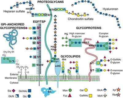 Roles for Golgi Glycans in Oogenesis and Spermatogenesis